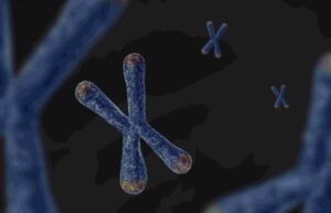 染色体3次元構造再構成