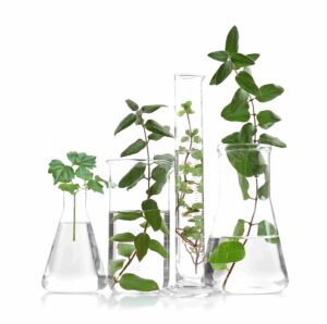 植物細胞分泌促進シグナルペプチド