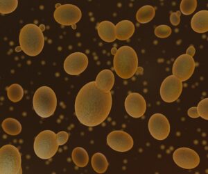 微生物におけるコロニー形成能力の評価方法